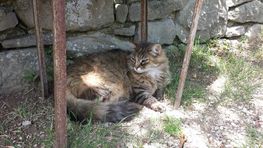 B&B Della Rosa Civitella D'Arna Dış mekan fotoğraf
